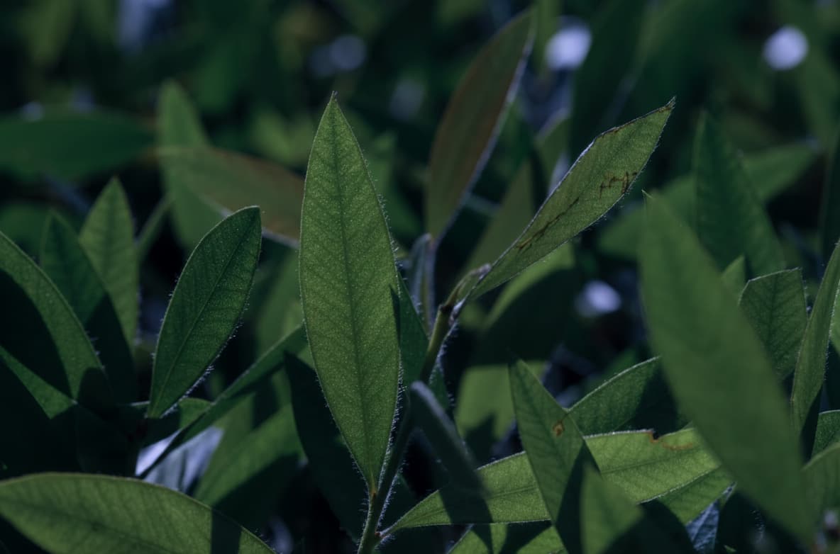 Gyokuro tea leaves macro