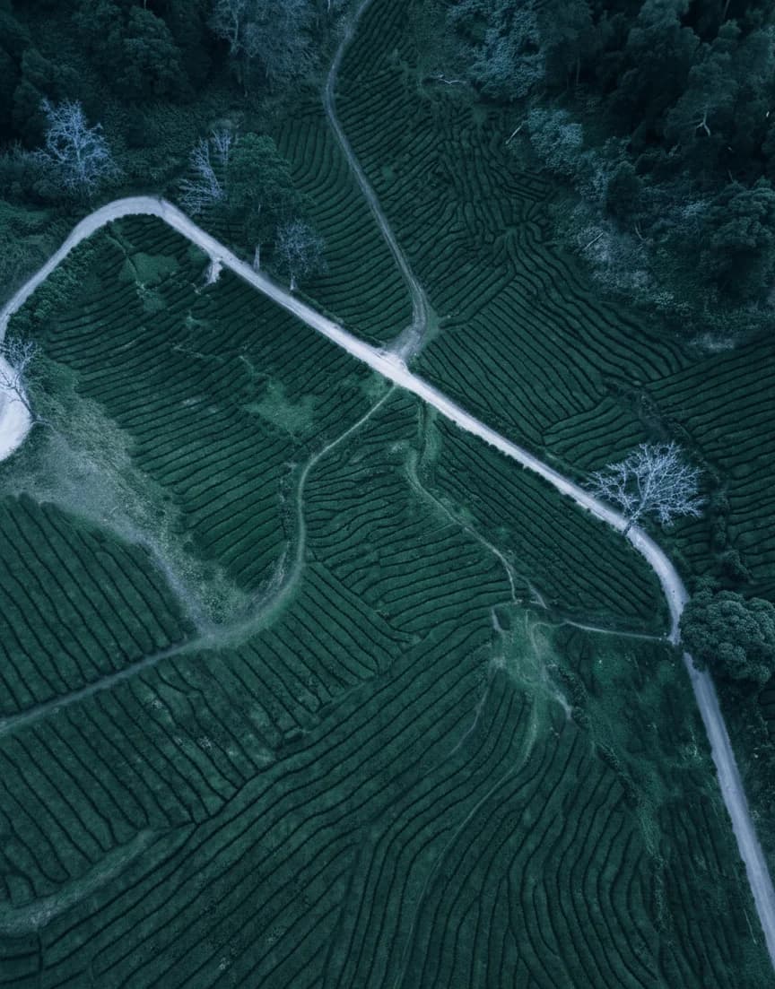 Aerial view of tea fields at night