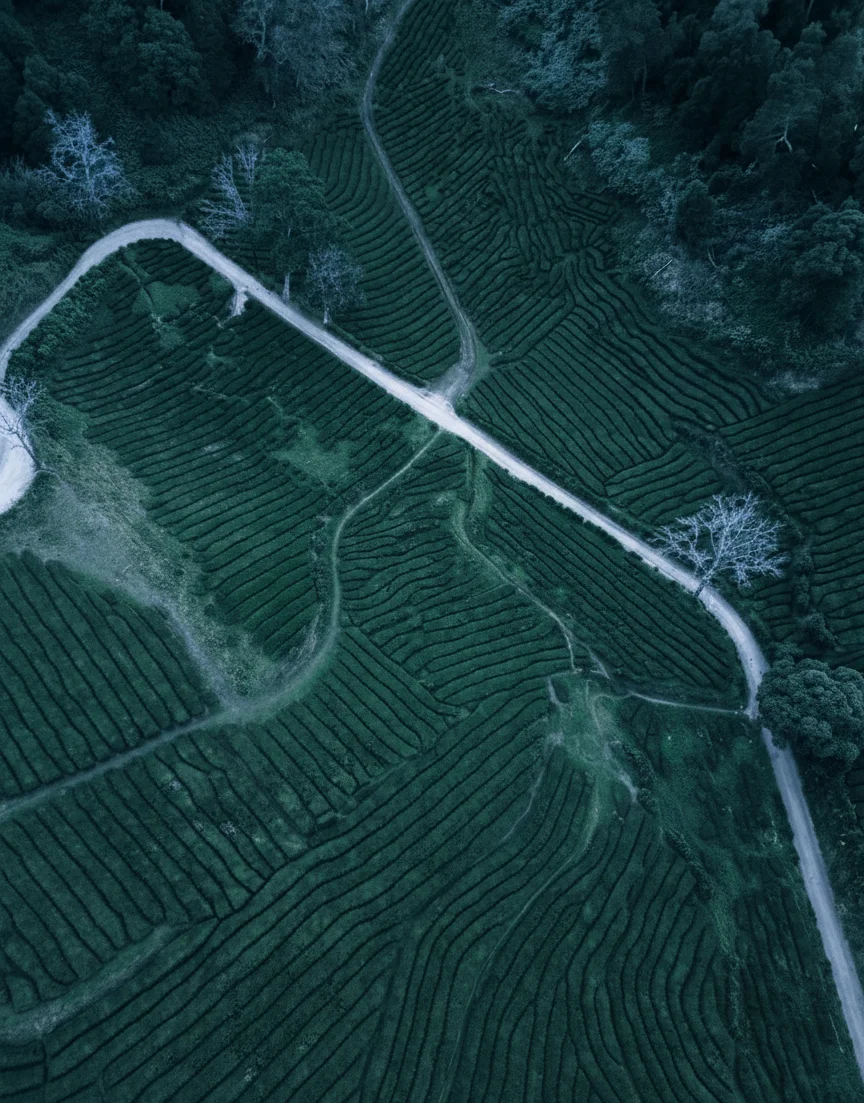 Aerial view of tea fields at night